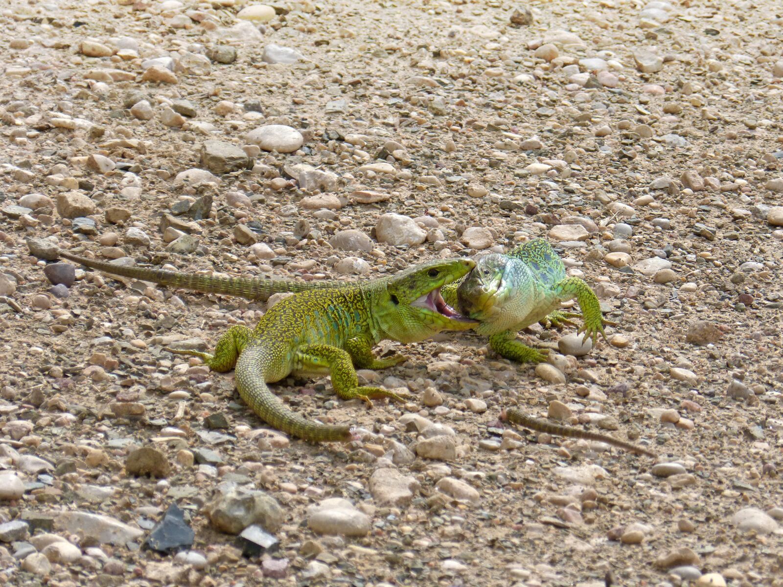 Panasonic DMC-FZ62 sample photo. Lizards, ocellated lizard, quad photography
