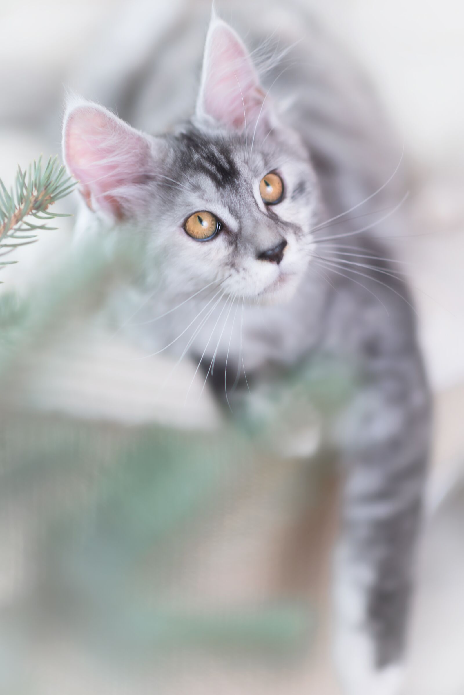 Nikon D750 sample photo. Cat, silver, gray photography