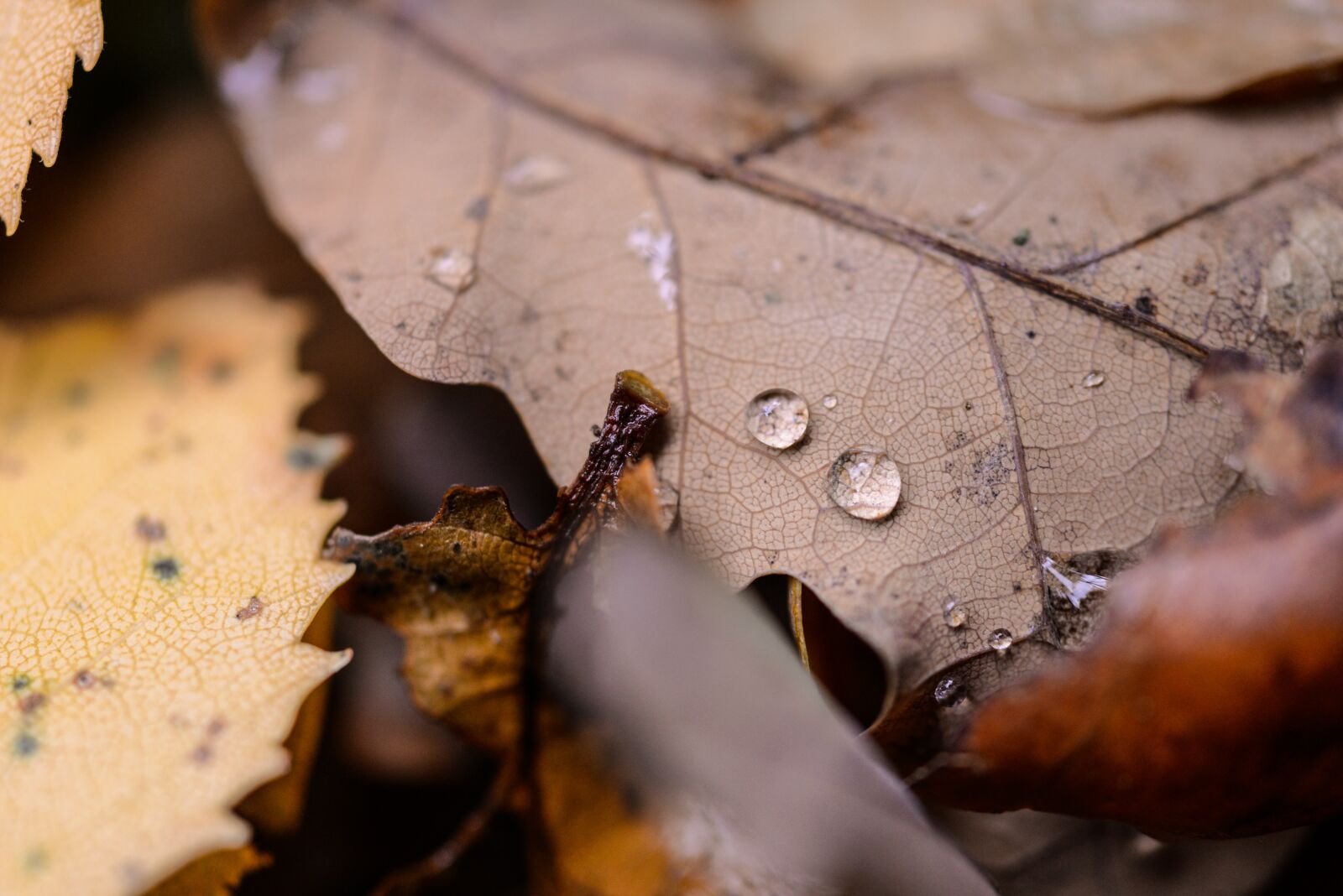 Nikon D610 sample photo. Oak, leaf, drop photography