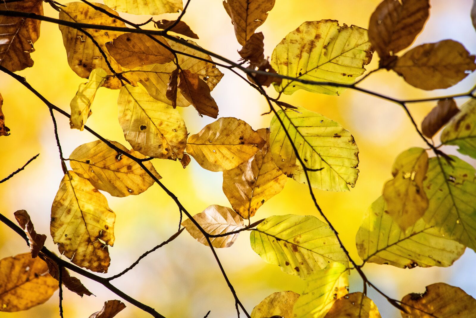 Canon EF 70-300mm F4-5.6 IS USM sample photo. Fall foliage, leaves, colorful photography