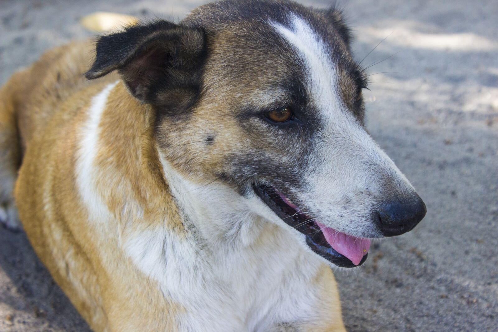 Canon EOS 600D (Rebel EOS T3i / EOS Kiss X5) sample photo. Dog, house dog, old photography