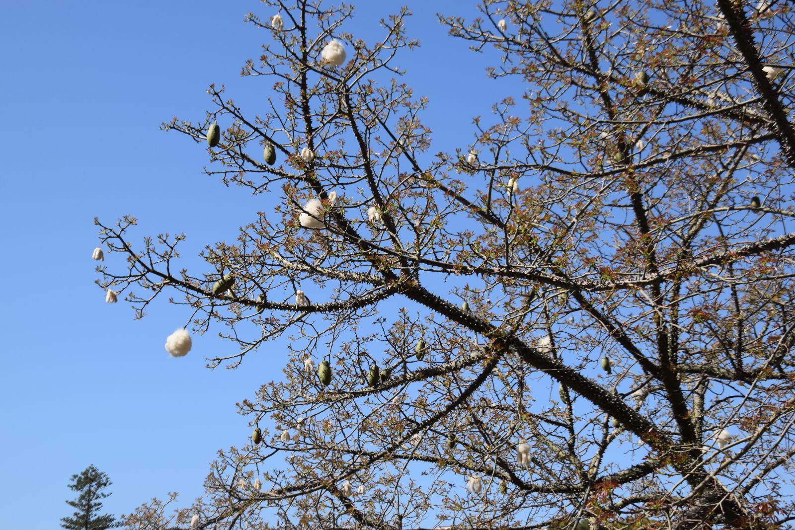 Nikon D5300 sample photo. Tree, branch, blue sky photography