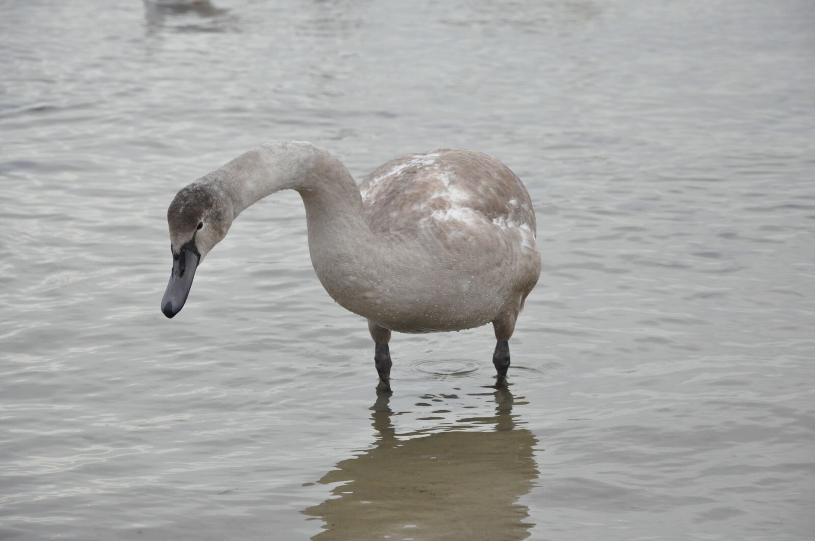 Nikon D90 sample photo. Swan, bird, sea photography