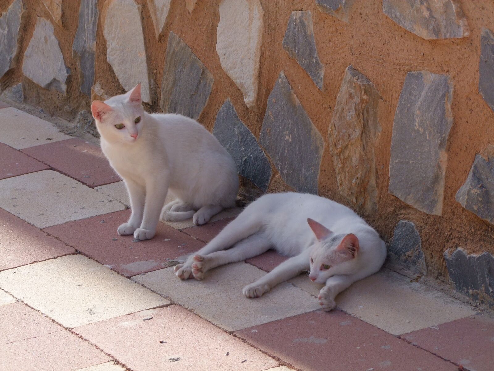 Fujifilm FinePix S100fs sample photo. Cat, white cats, strays photography