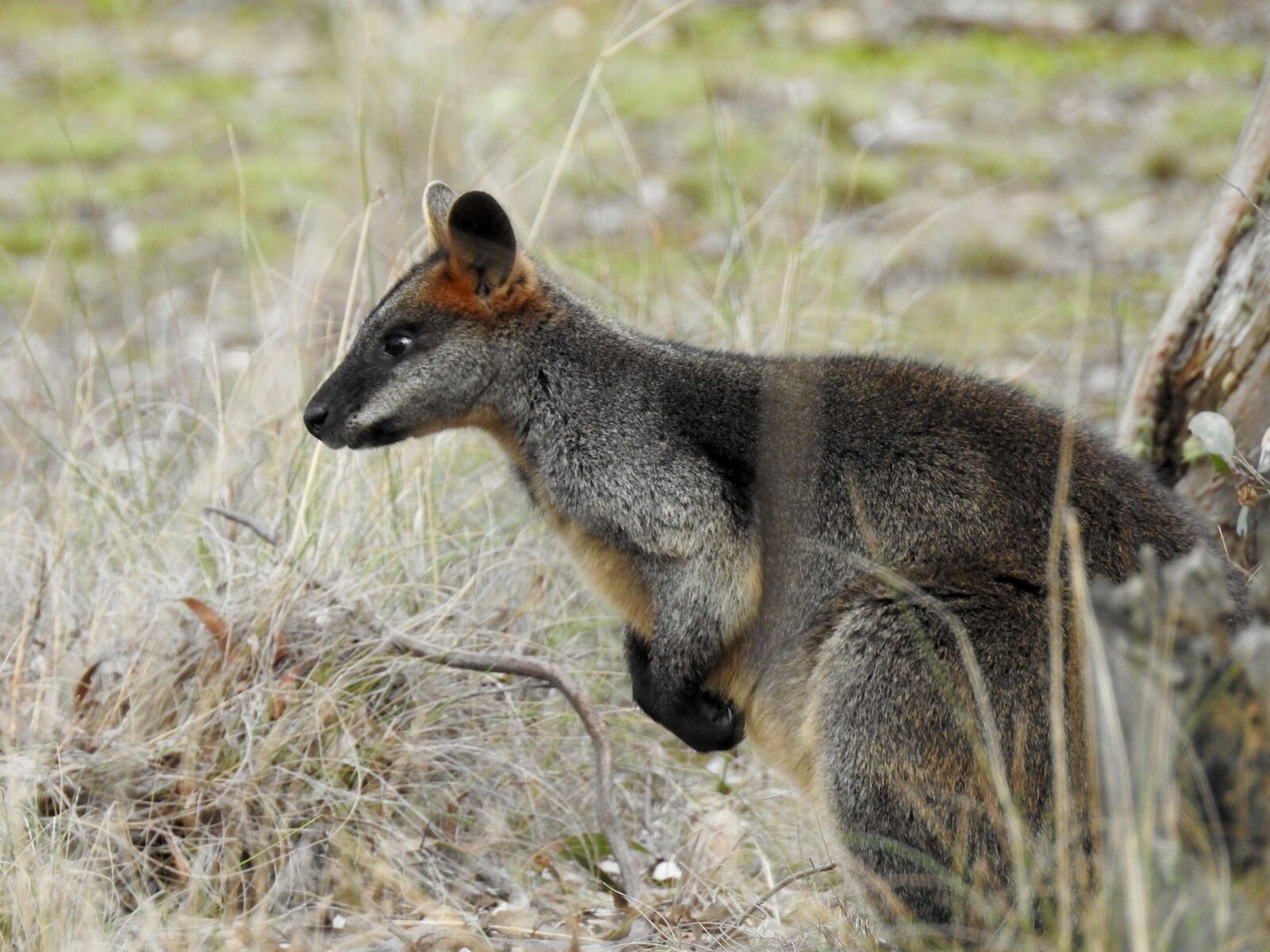 Nikon Coolpix P900 sample photo. Swamp wallaby, kangaroo, standing photography