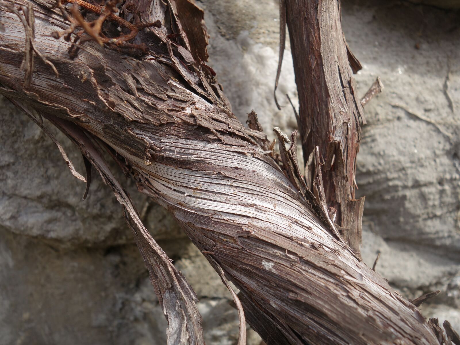 Sony Cyber-shot DSC-RX100 II sample photo. Grapevine, rotated, dry photography
