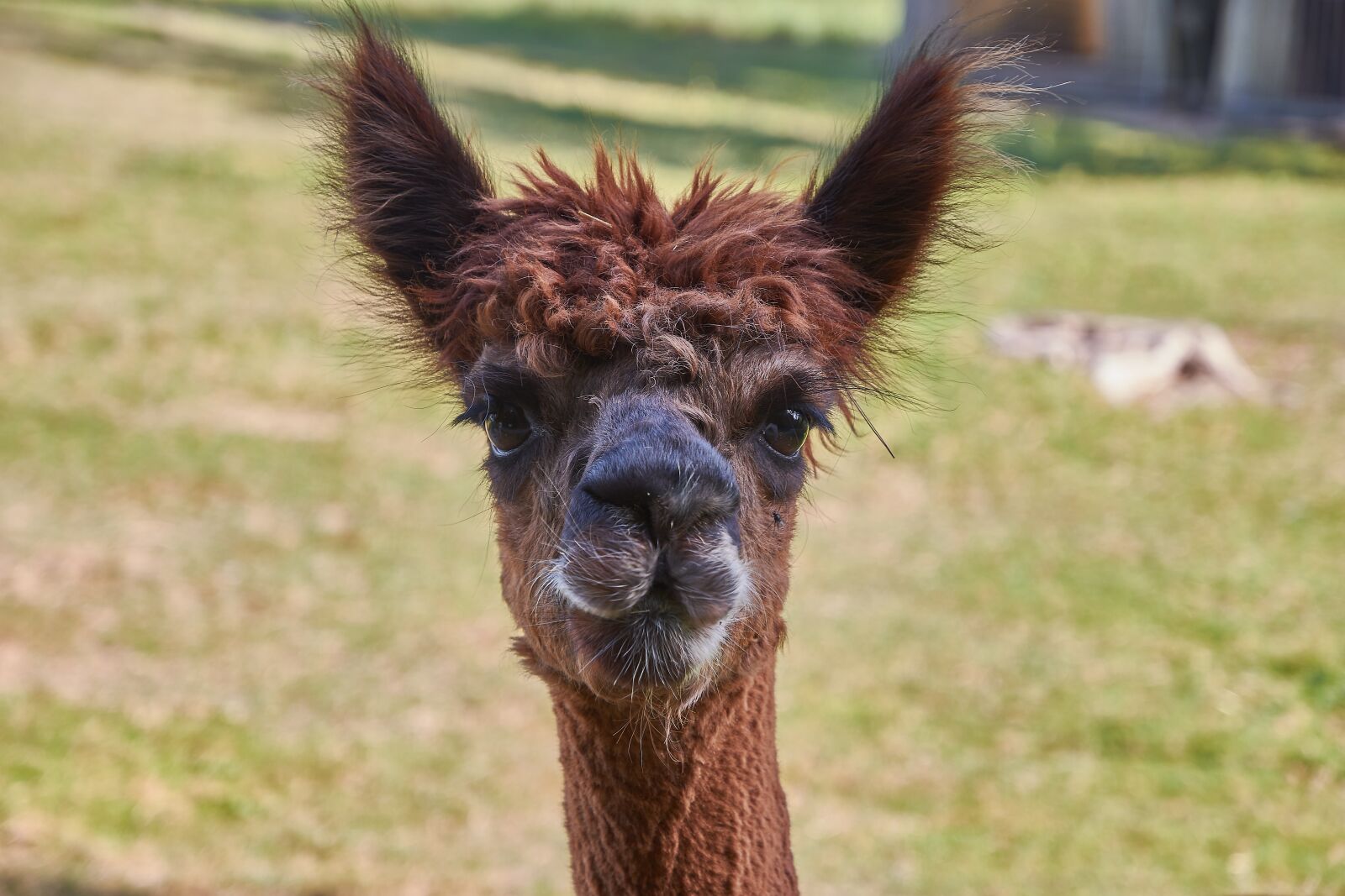 Nikon D7200 sample photo. Alpaca, south america, peru photography