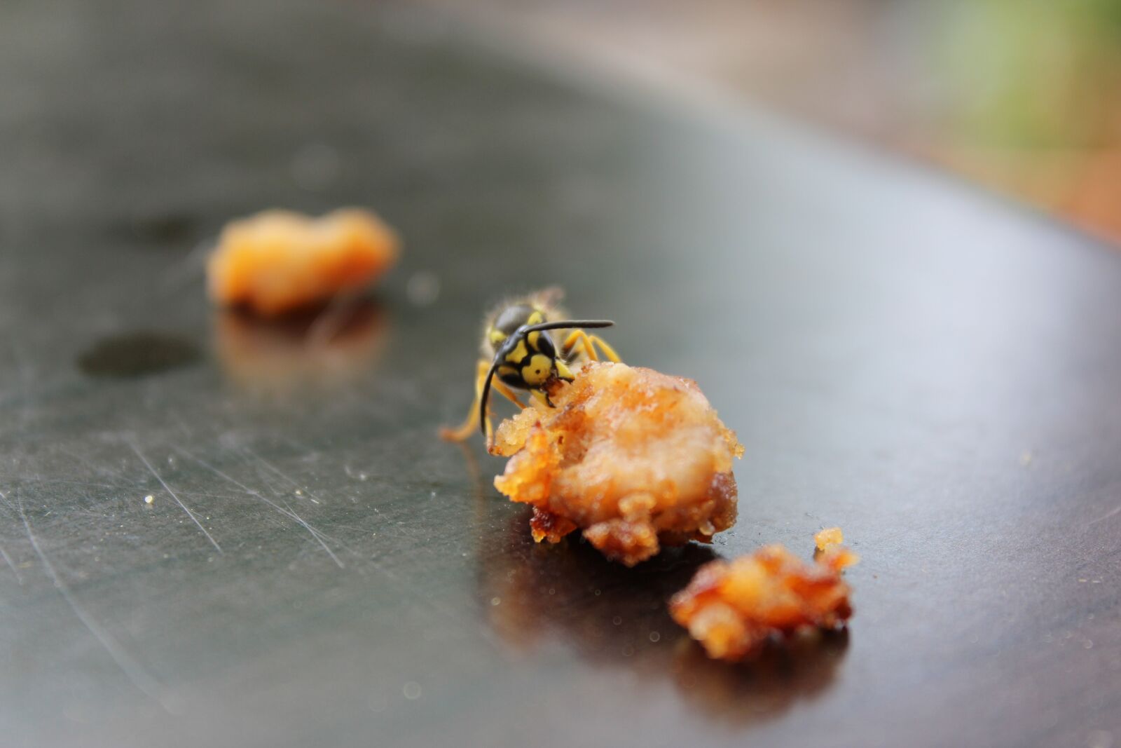 Canon EOS 600D (Rebel EOS T3i / EOS Kiss X5) sample photo. Nature, insect, wasp photography