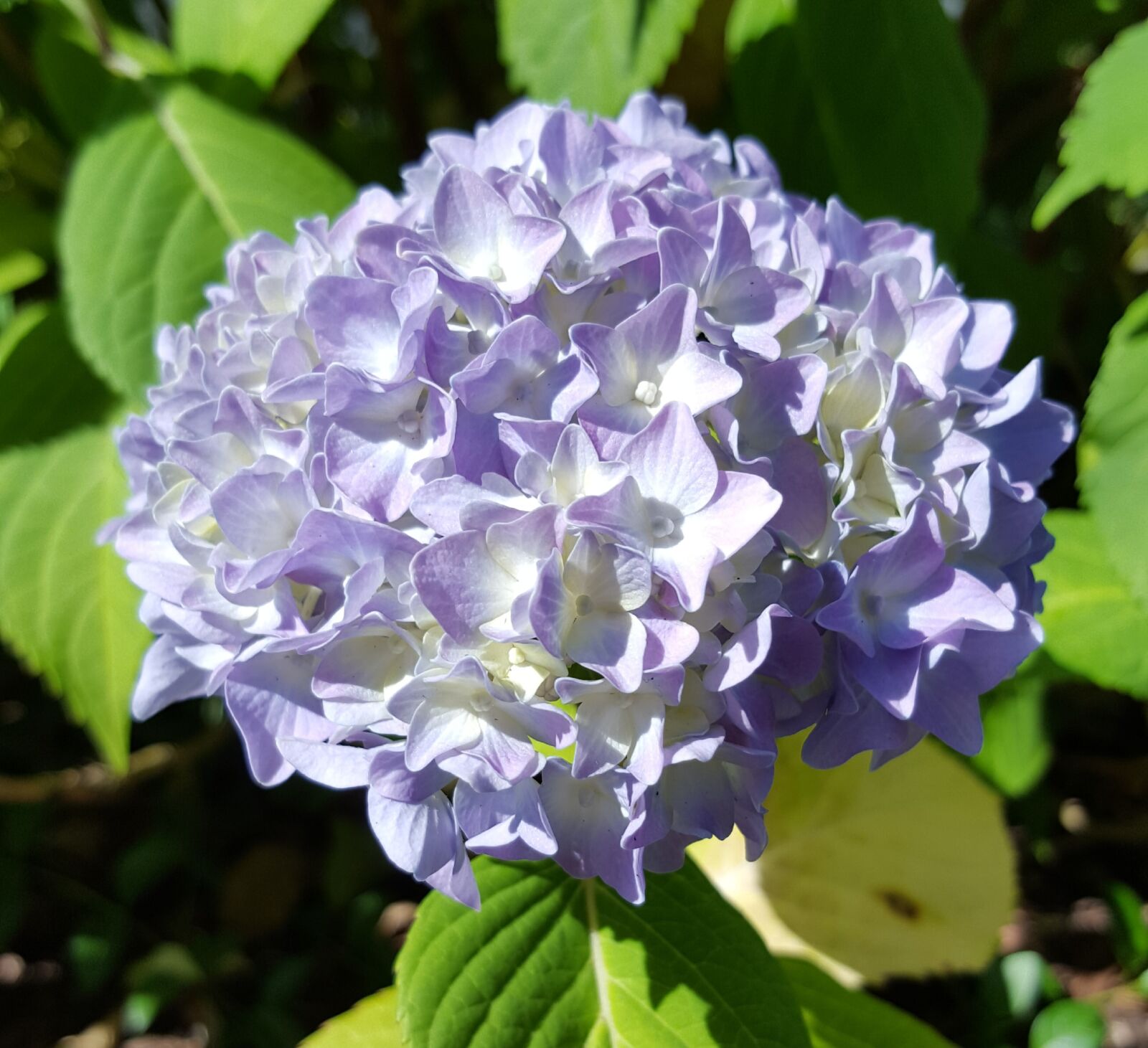 Samsung Galaxy S6 sample photo. Flower, nature, plant photography