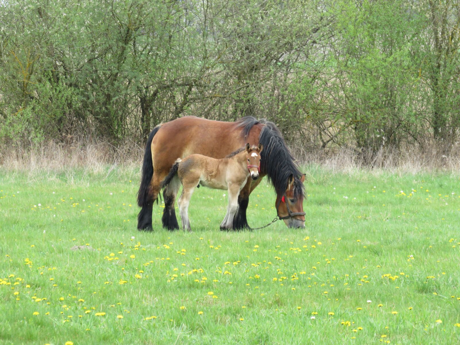 Canon PowerShot SX540 HS sample photo. The horse, horses, offspring photography