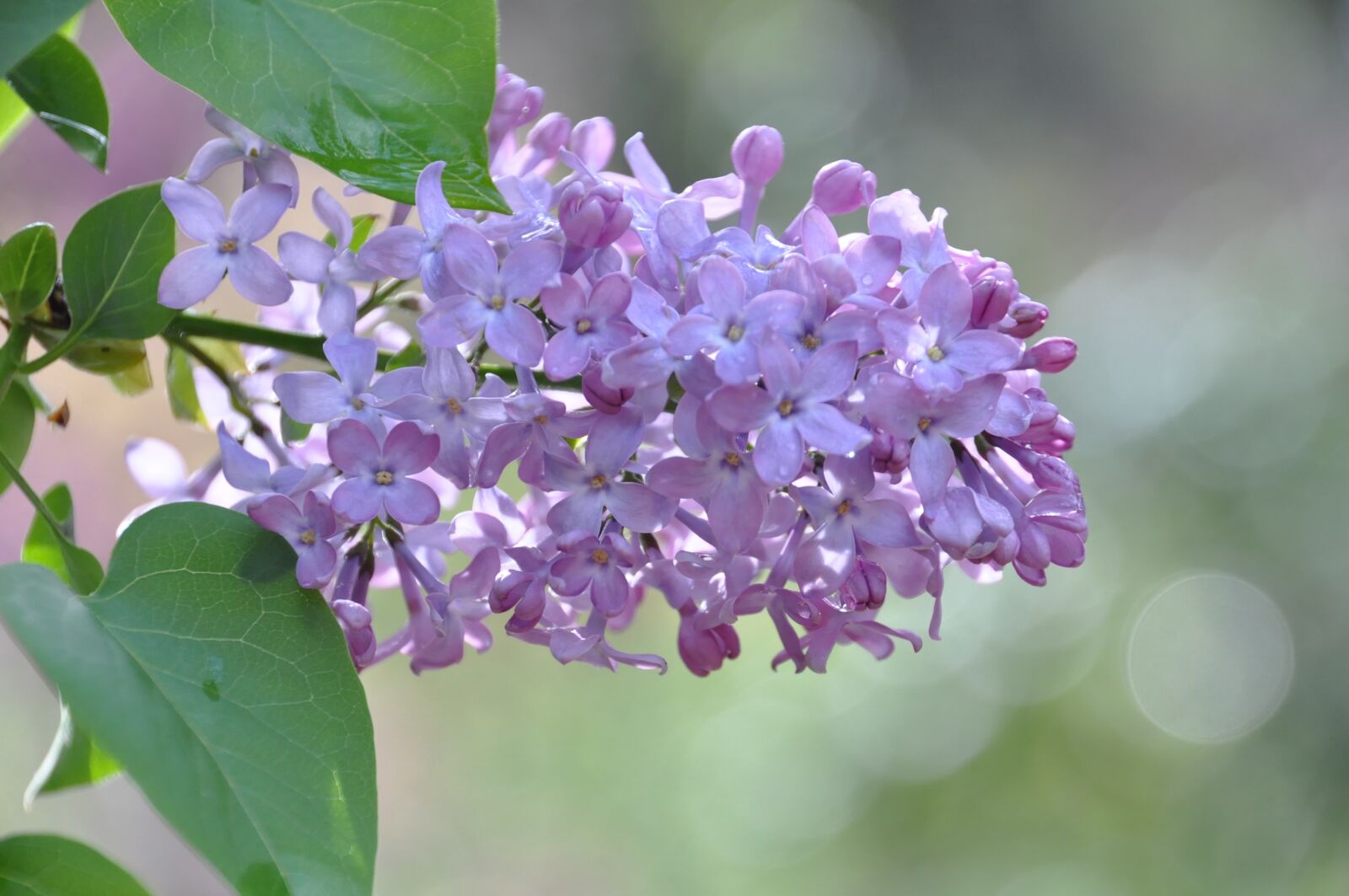 Nikon D90 sample photo. Lilac, flower, spring photography