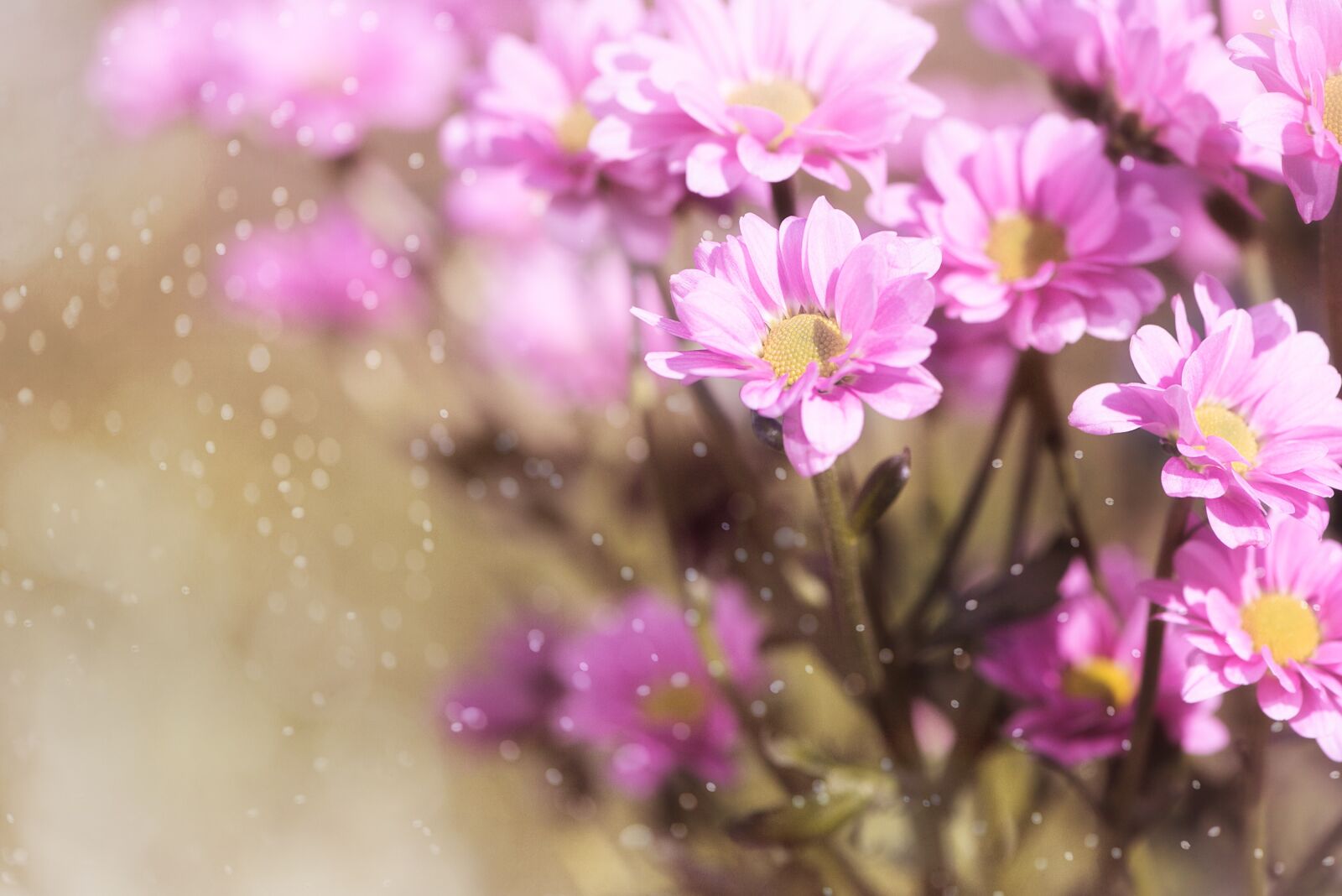 Nikon D750 sample photo. Flowers, pink, pink flowers photography
