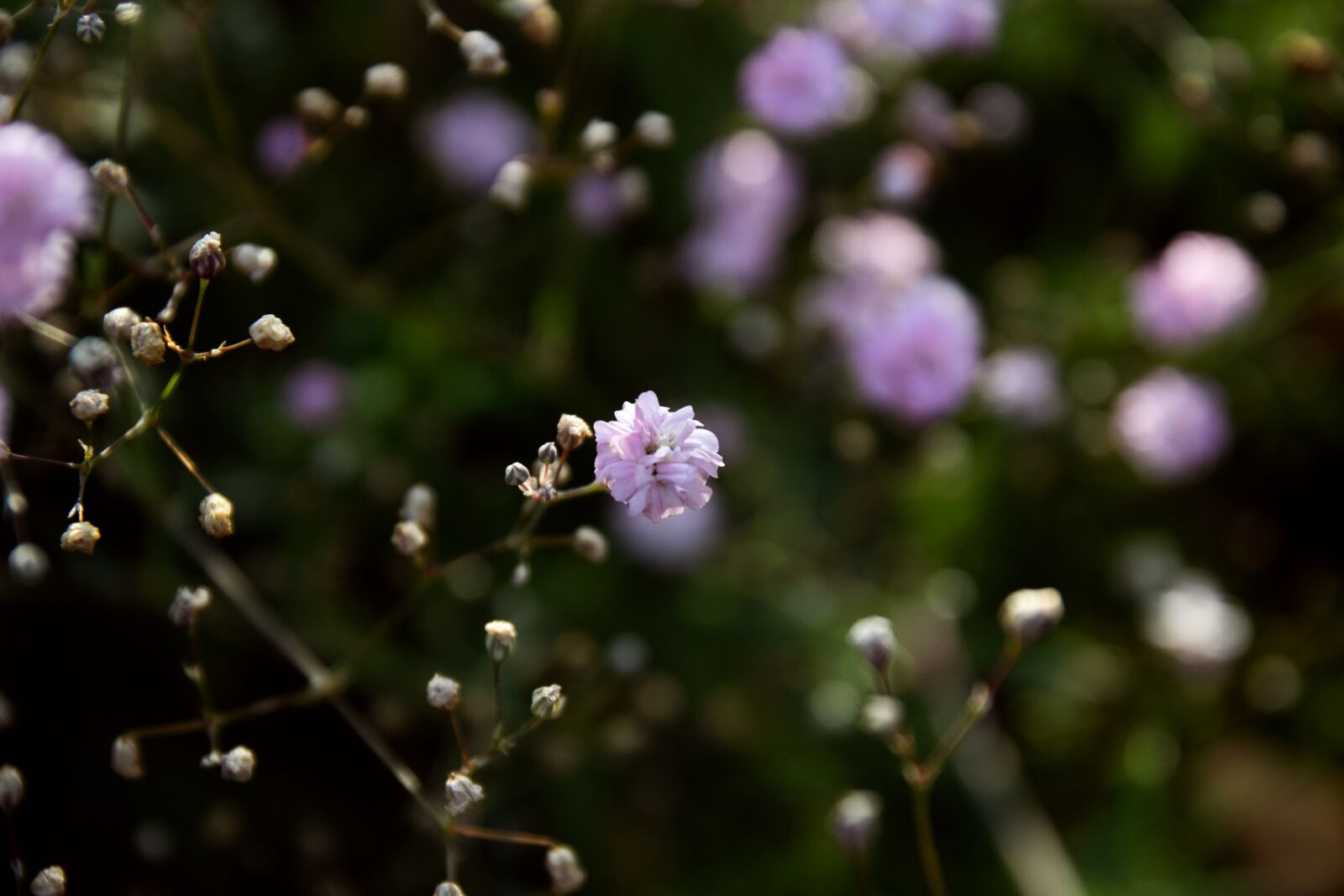 Canon EOS 60D sample photo. Background, flowers, garden photography