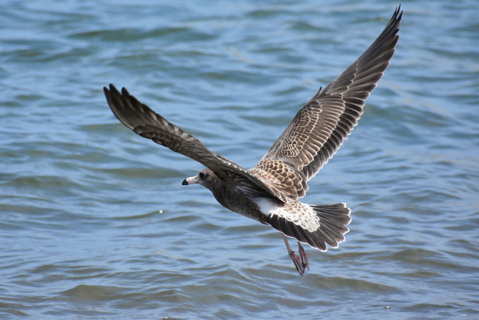 Nikon D7200 sample photo. Animal, sea, bird photography
