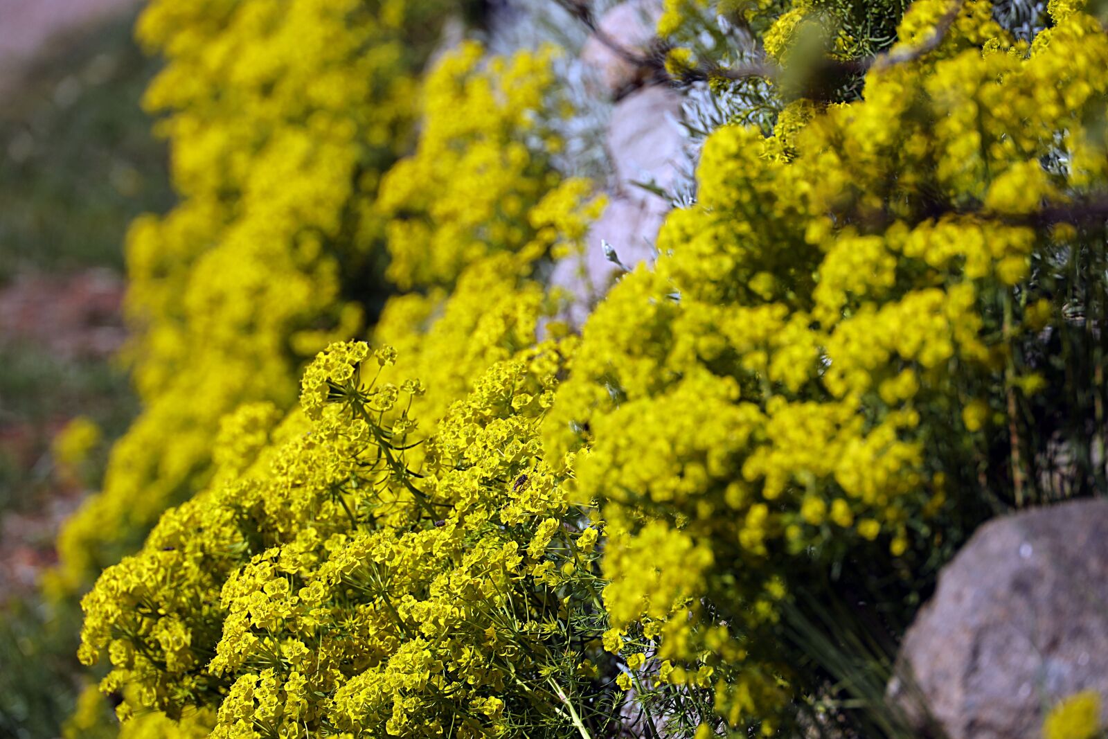 Canon EOS R sample photo. Flower, plant, nature photography