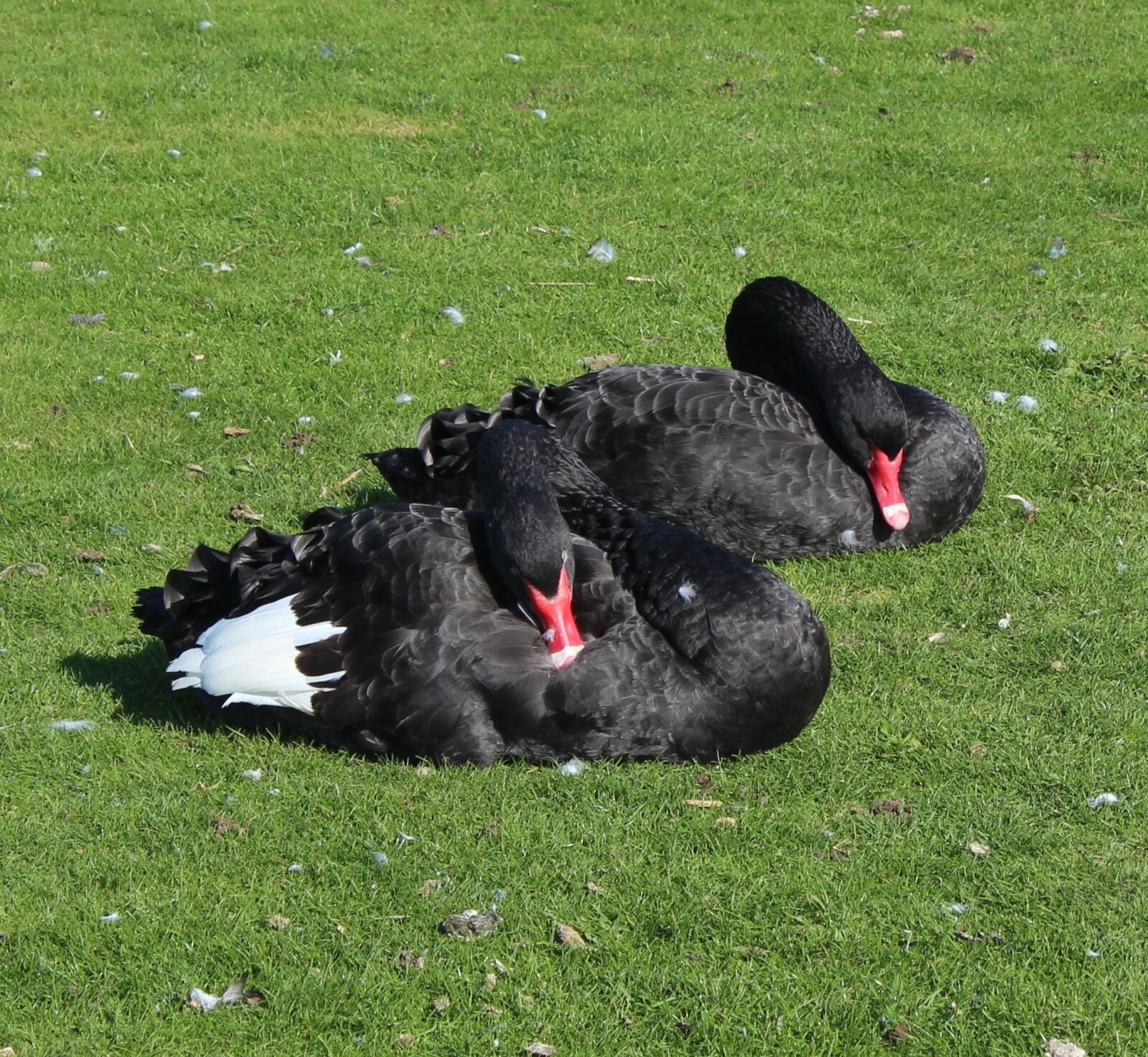 Canon EOS 650D (EOS Rebel T4i / EOS Kiss X6i) sample photo. Swans, black, resting photography