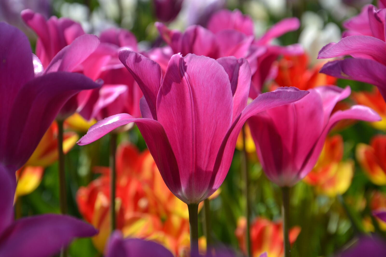 Nikon D3100 sample photo. Flower, nature, plant photography