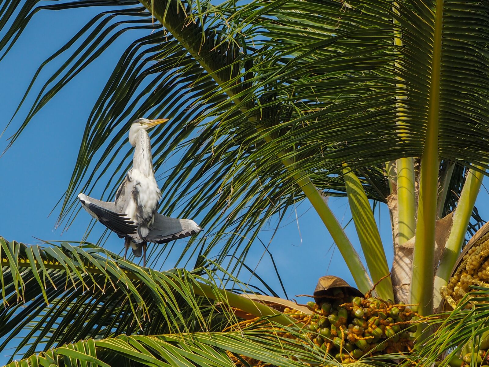 Olympus OM-D E-M10 + OLYMPUS M.12-50mm F3.5-6.3 sample photo. Grey heron, bird, palm photography