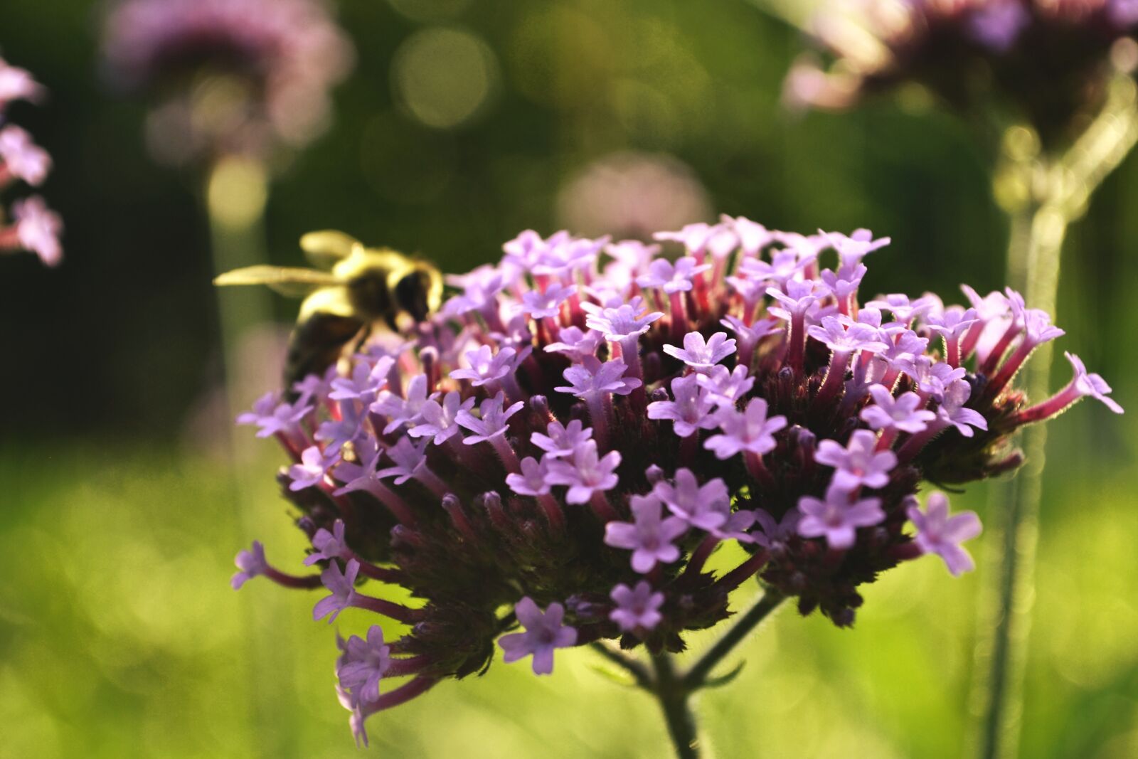 Nikon D3100 sample photo. Blossom, bloom, purple photography