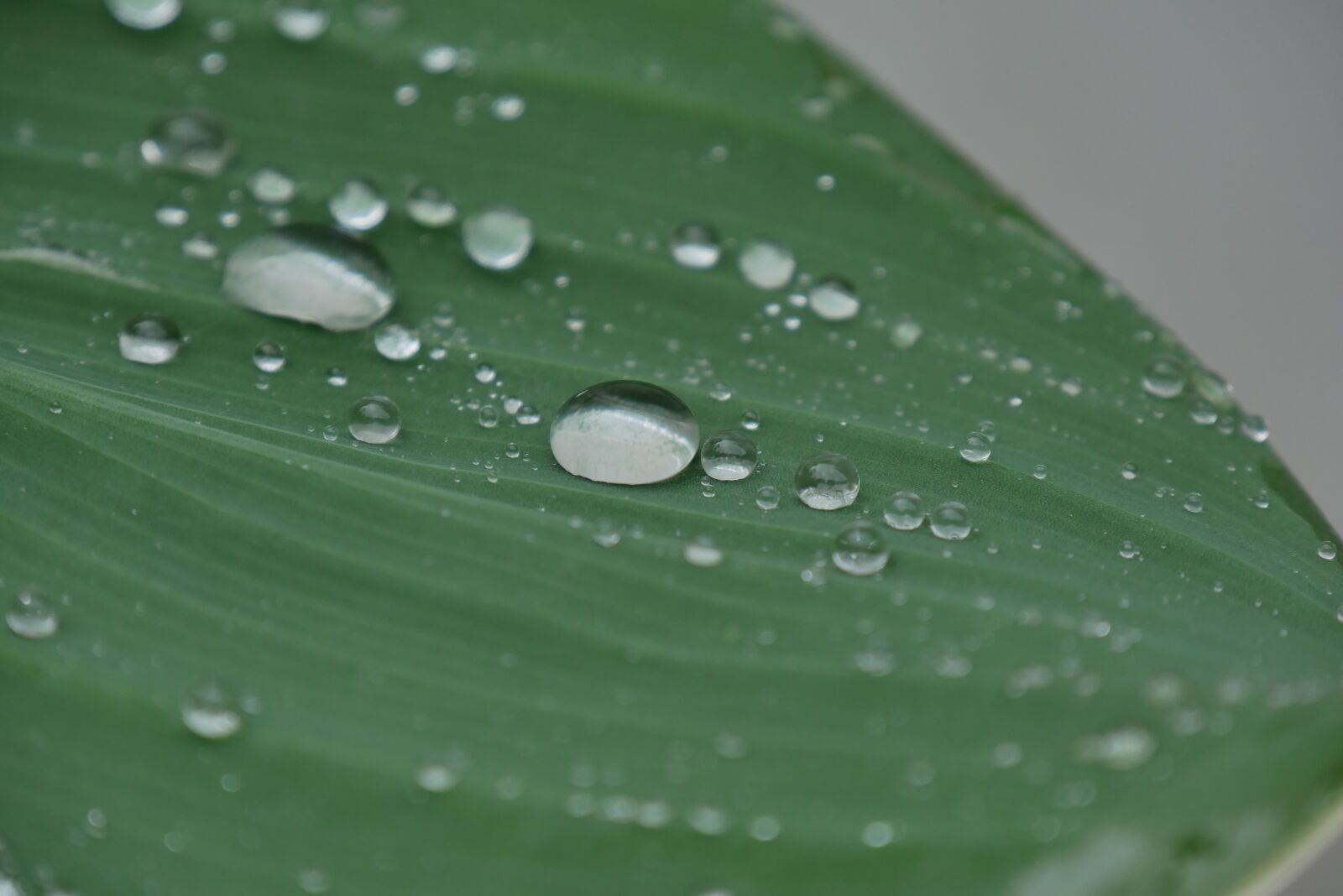 Panasonic DMC-G81 sample photo. Green, leaf, drop of photography