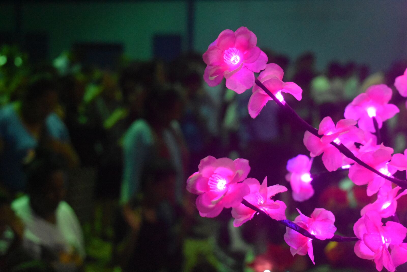 Nikon D3400 sample photo. Flower, flowers, lights photography