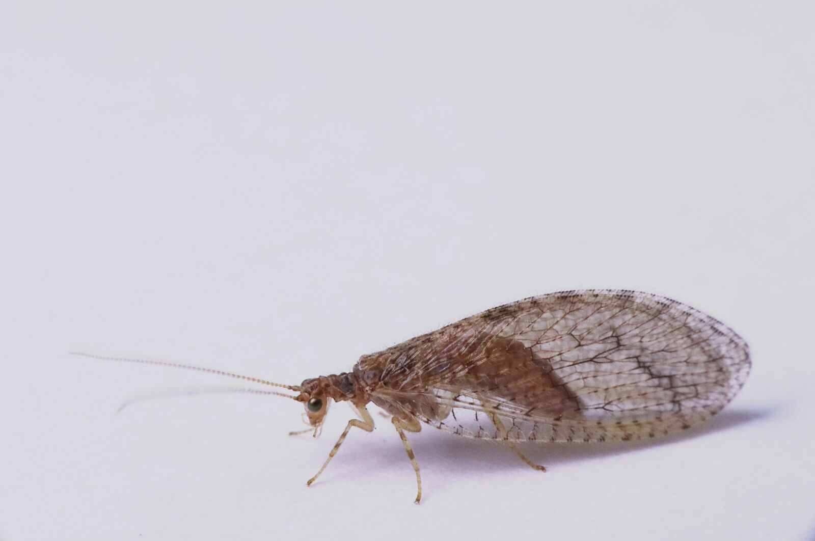 Canon EOS M50 (EOS Kiss M) sample photo. Green lacewing brown, nature photography
