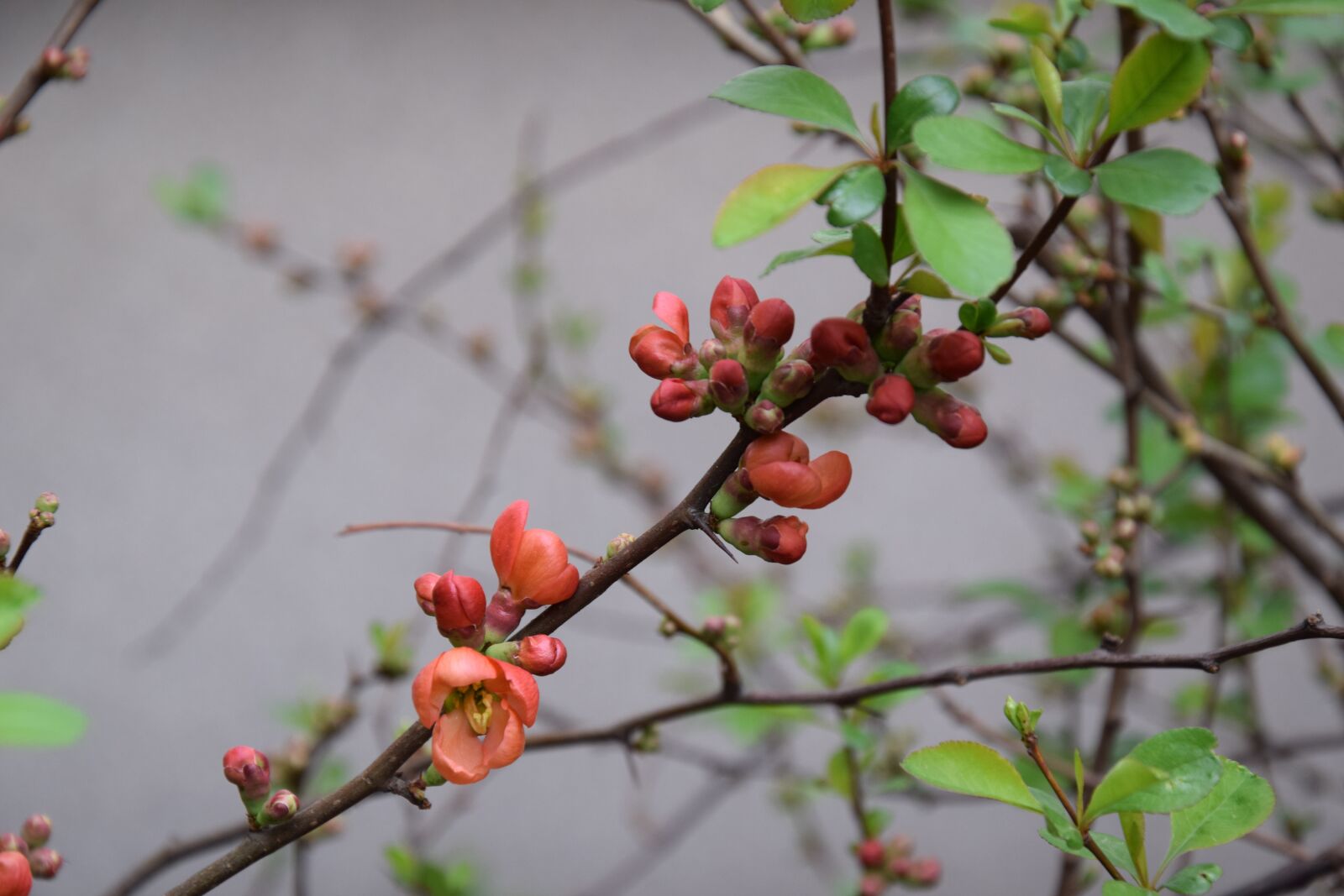 Nikon D5300 sample photo. Branch, tree, nature photography