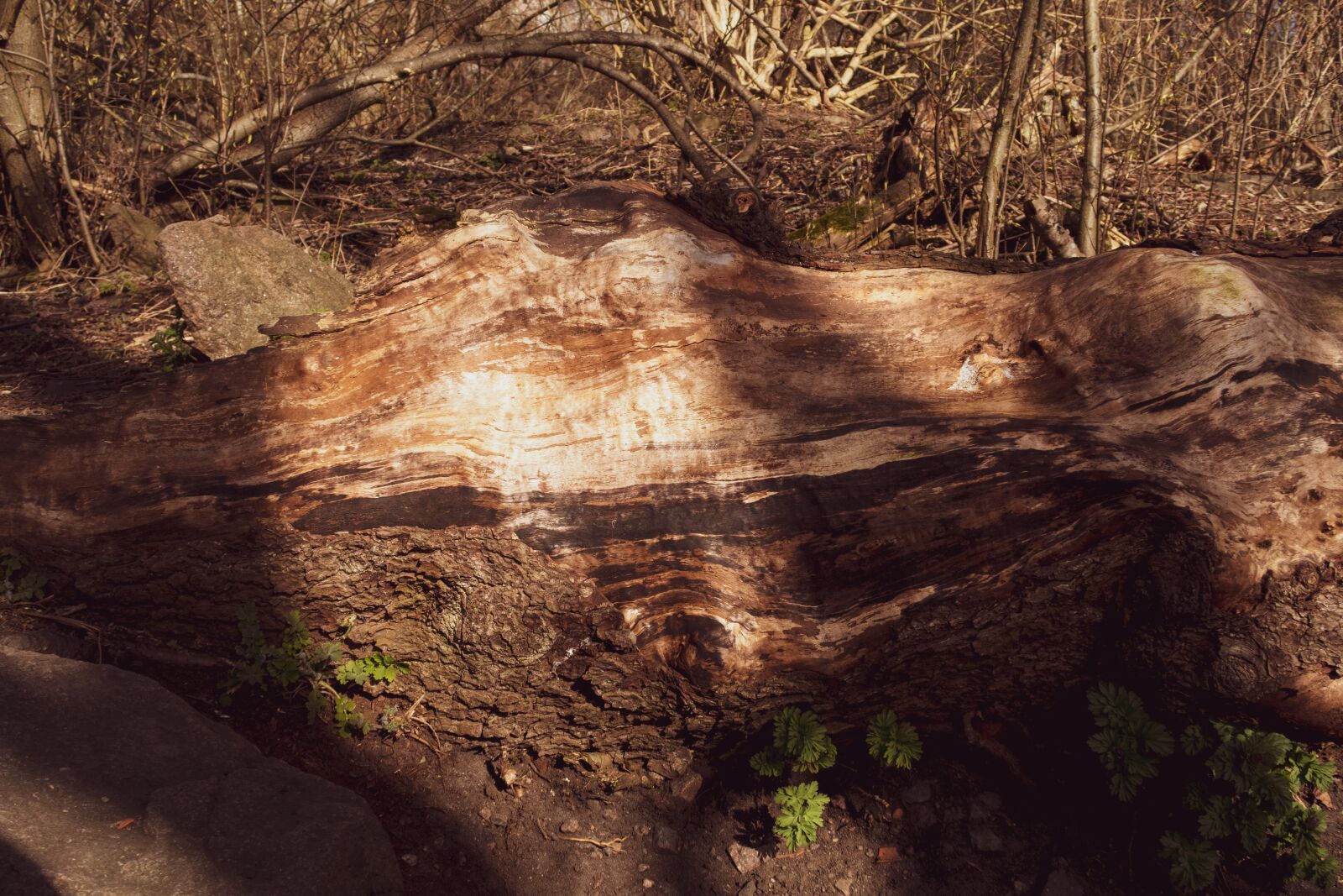 Canon PowerShot G7 X Mark II sample photo. Wood closeup, background, texture photography