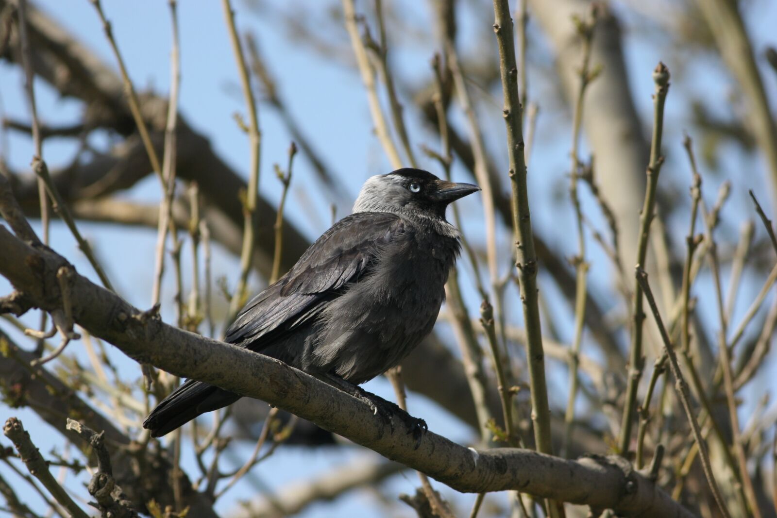 Canon EOS 20D sample photo. Bird, crow, jackdaw photography