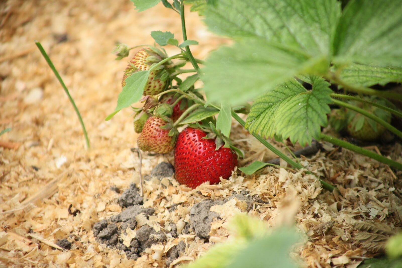 Canon EOS 5D Mark II sample photo. Strawberry, berry, ripe strawberry photography