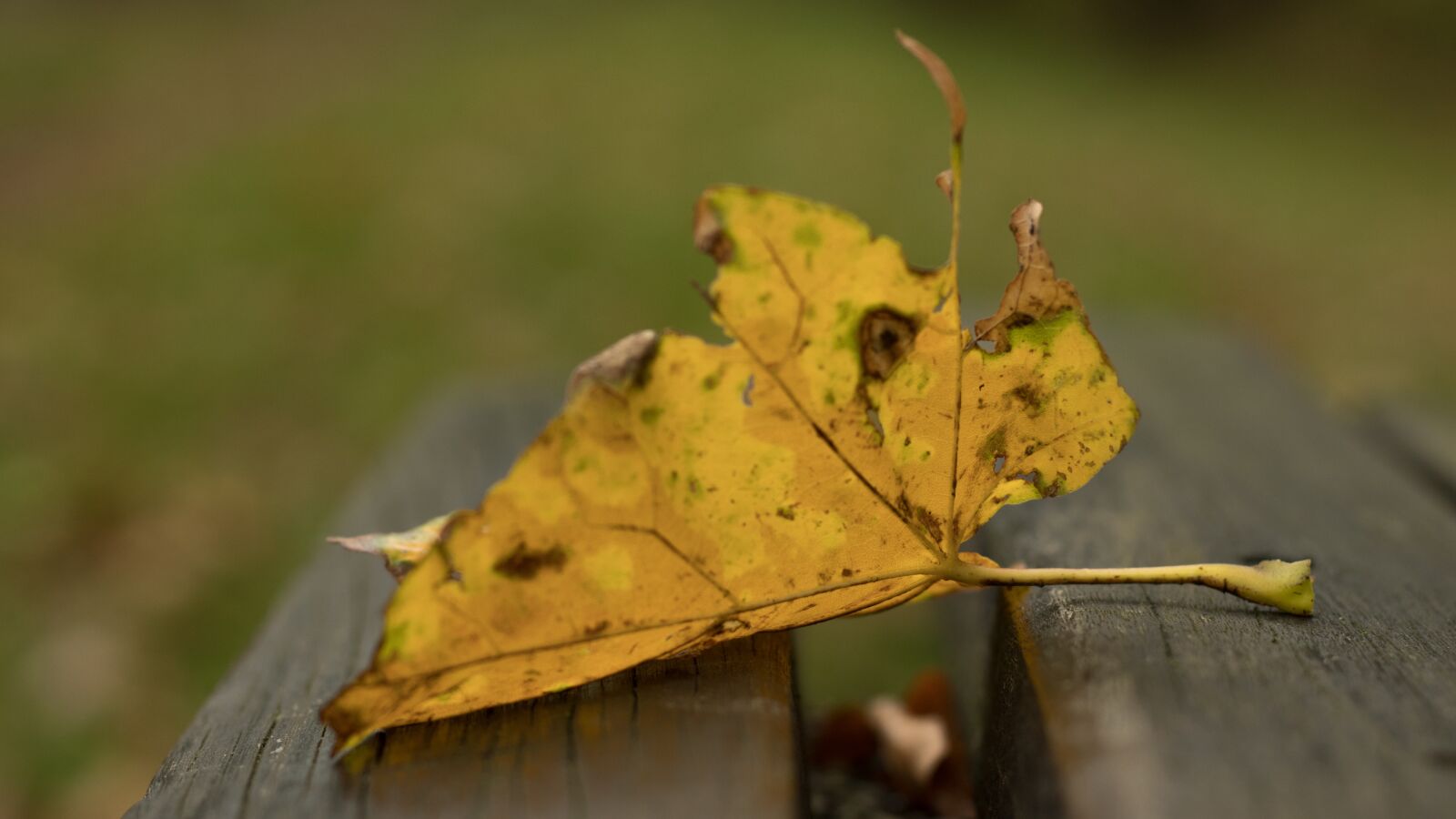 Canon EOS 80D + Canon EF 50mm F1.8 STM sample photo. Park, bank, autumn photography