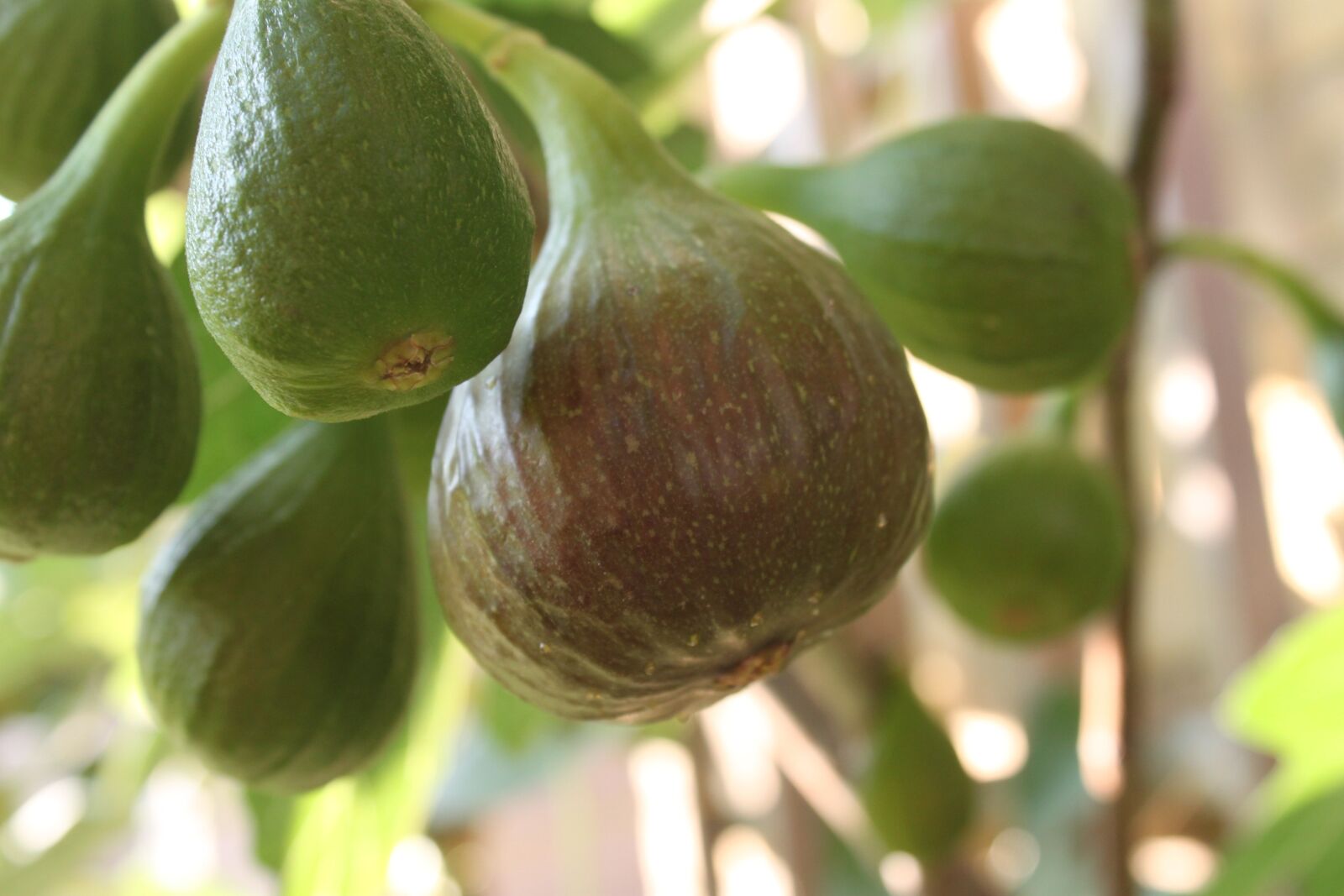 Canon EOS 500D (EOS Rebel T1i / EOS Kiss X3) sample photo. Figs, harvest, fruits photography