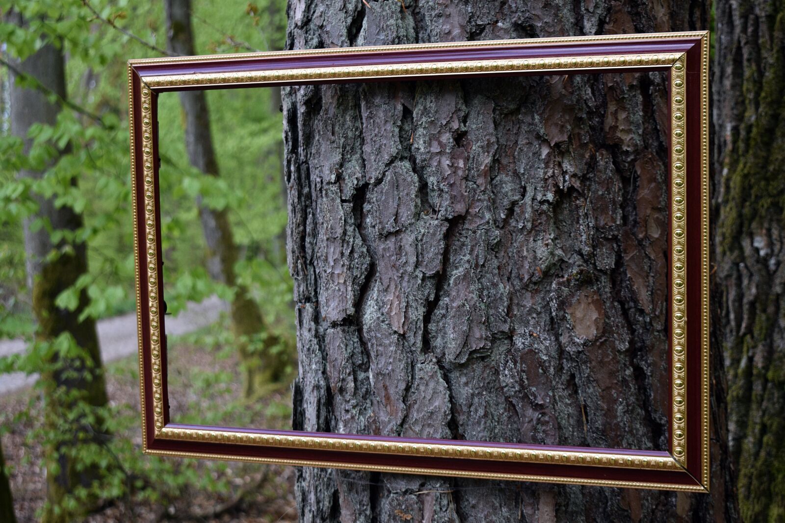 Nikon D3400 sample photo. Forest, nature, landscape photography