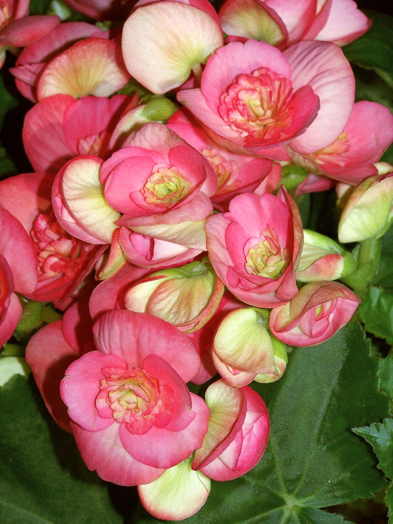 Kodak Z740 ZOOM DIGITAL CAMERA sample photo. Begonias, potted, flower photography