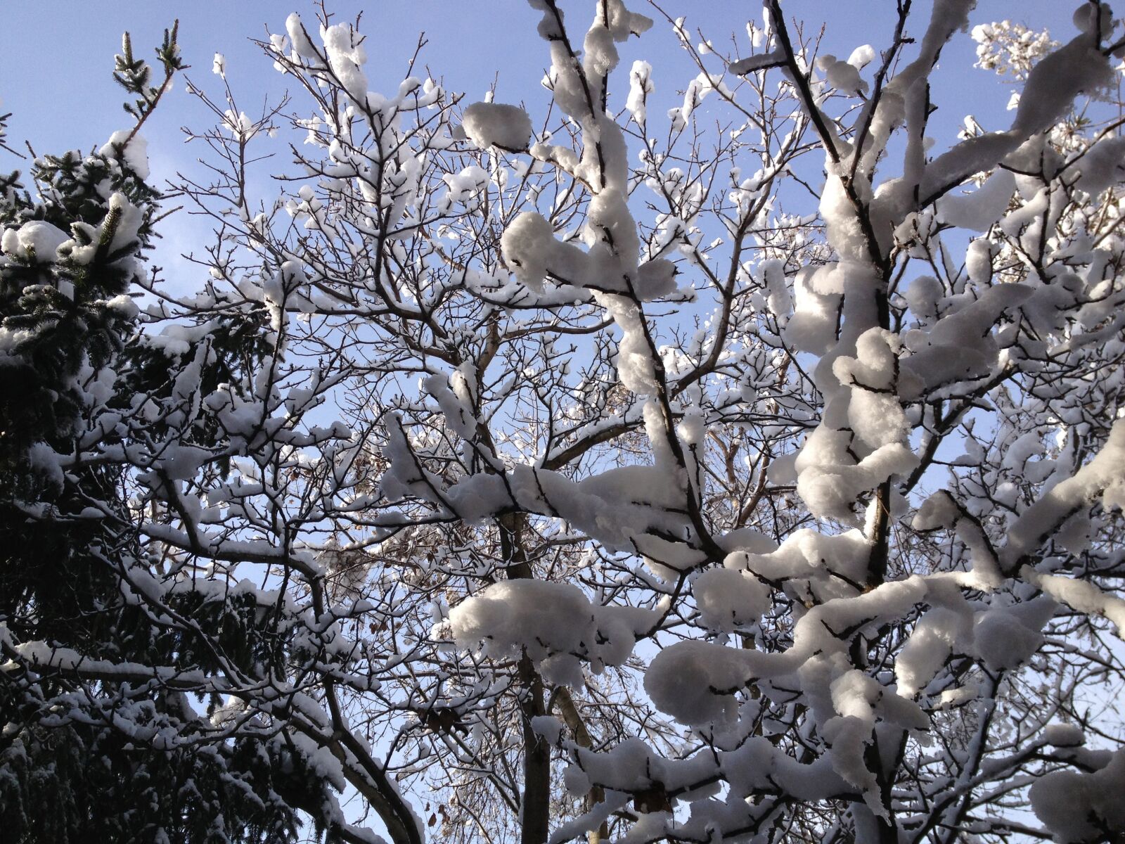 Apple iPhone 4S sample photo. Winter, snow, trees photography