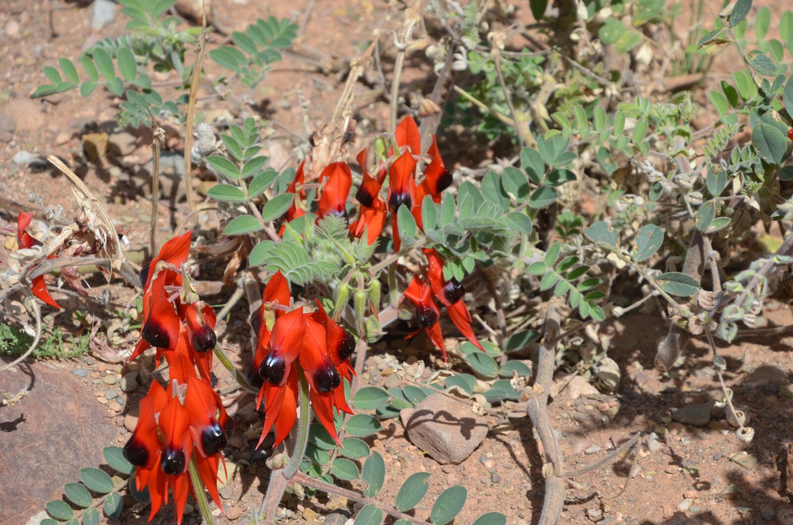 Nikon D5100 sample photo. Stuats desert pea, australia photography