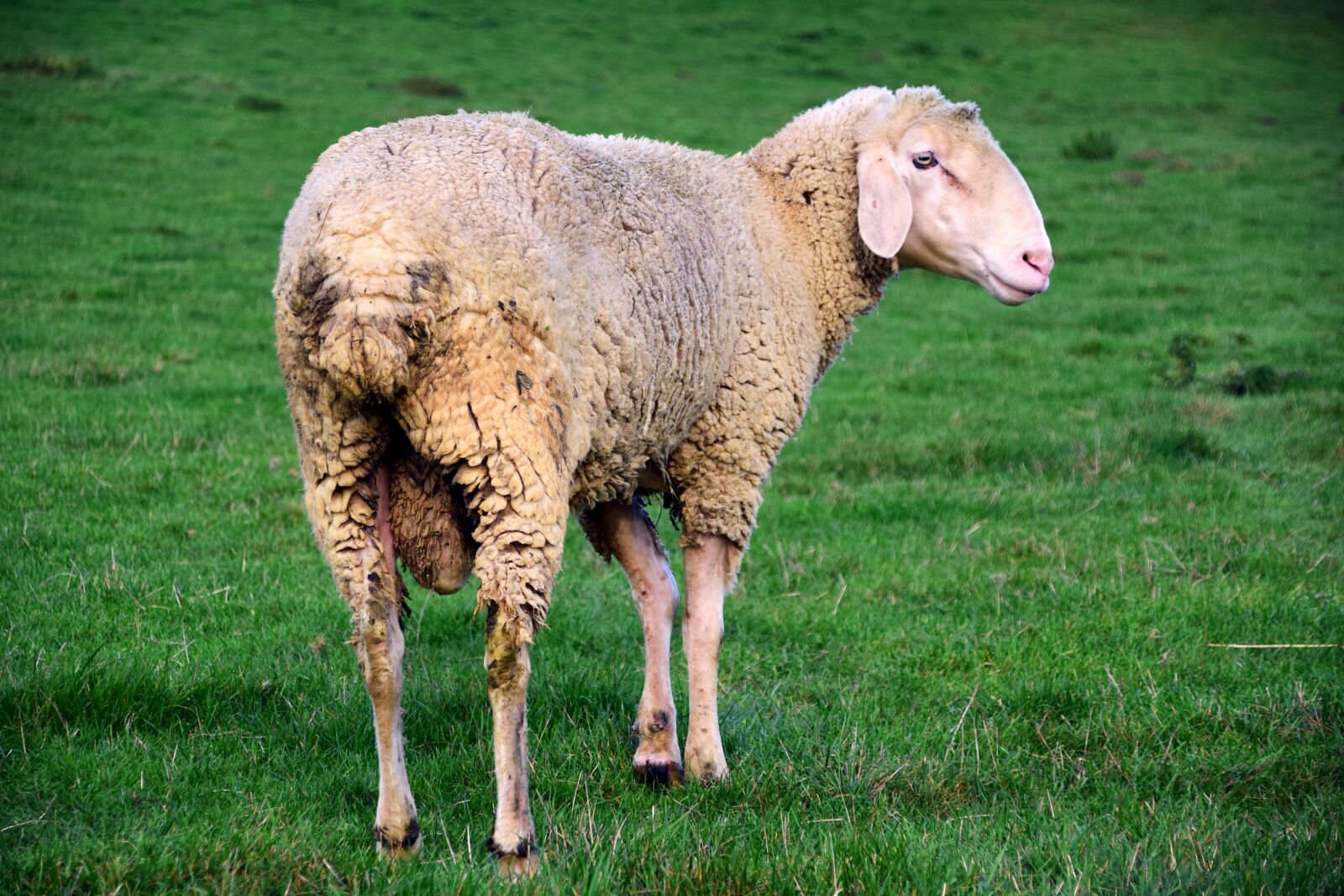 Nikon D3300 sample photo. Sheep, white, animal photography