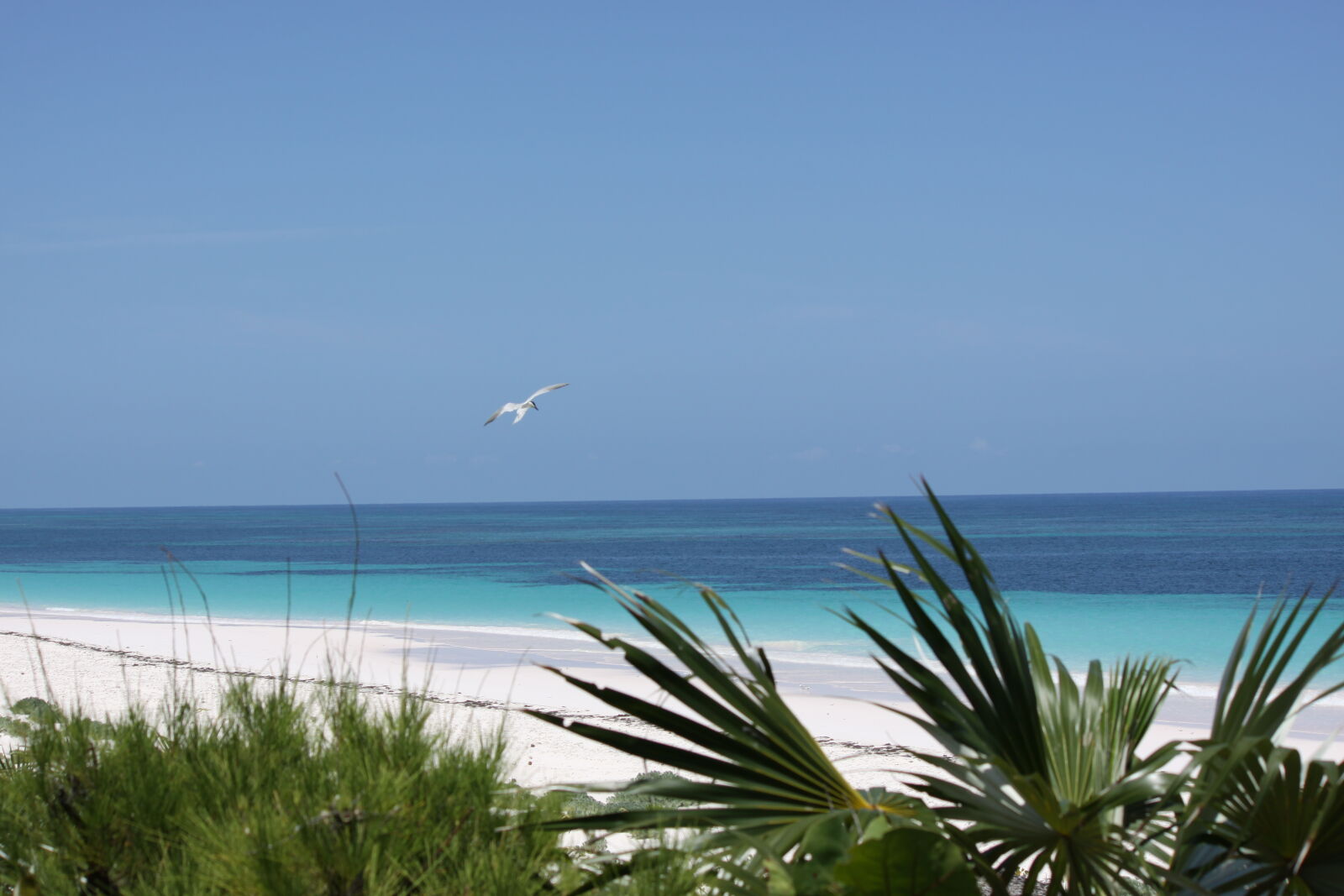 Canon EOS 50D + Canon EF-S 55-250mm F4-5.6 IS sample photo. Bahamas, beach, bird, green photography