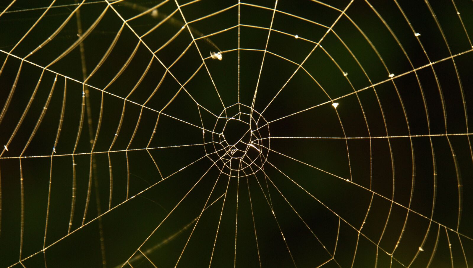 Panasonic Lumix DMC-G6 sample photo. Cobweb, spider, web photography