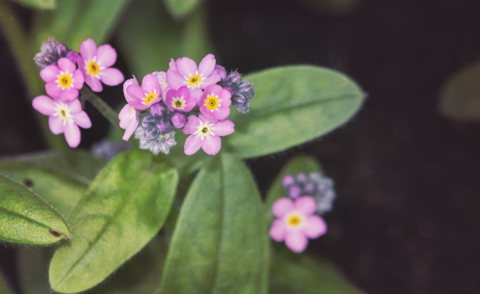 Canon EF-S 55-250mm F4-5.6 IS STM sample photo. Forget, spring, violet photography