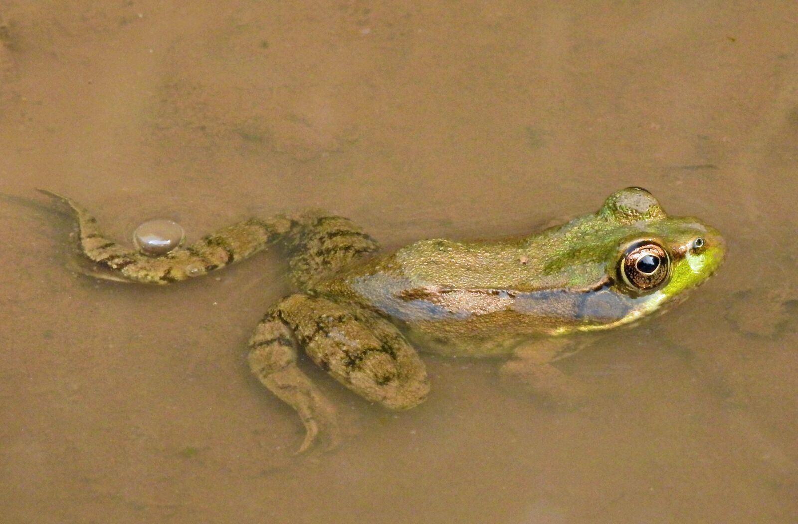 Nikon Coolpix P900 sample photo. Frog, green, waterpolo photography