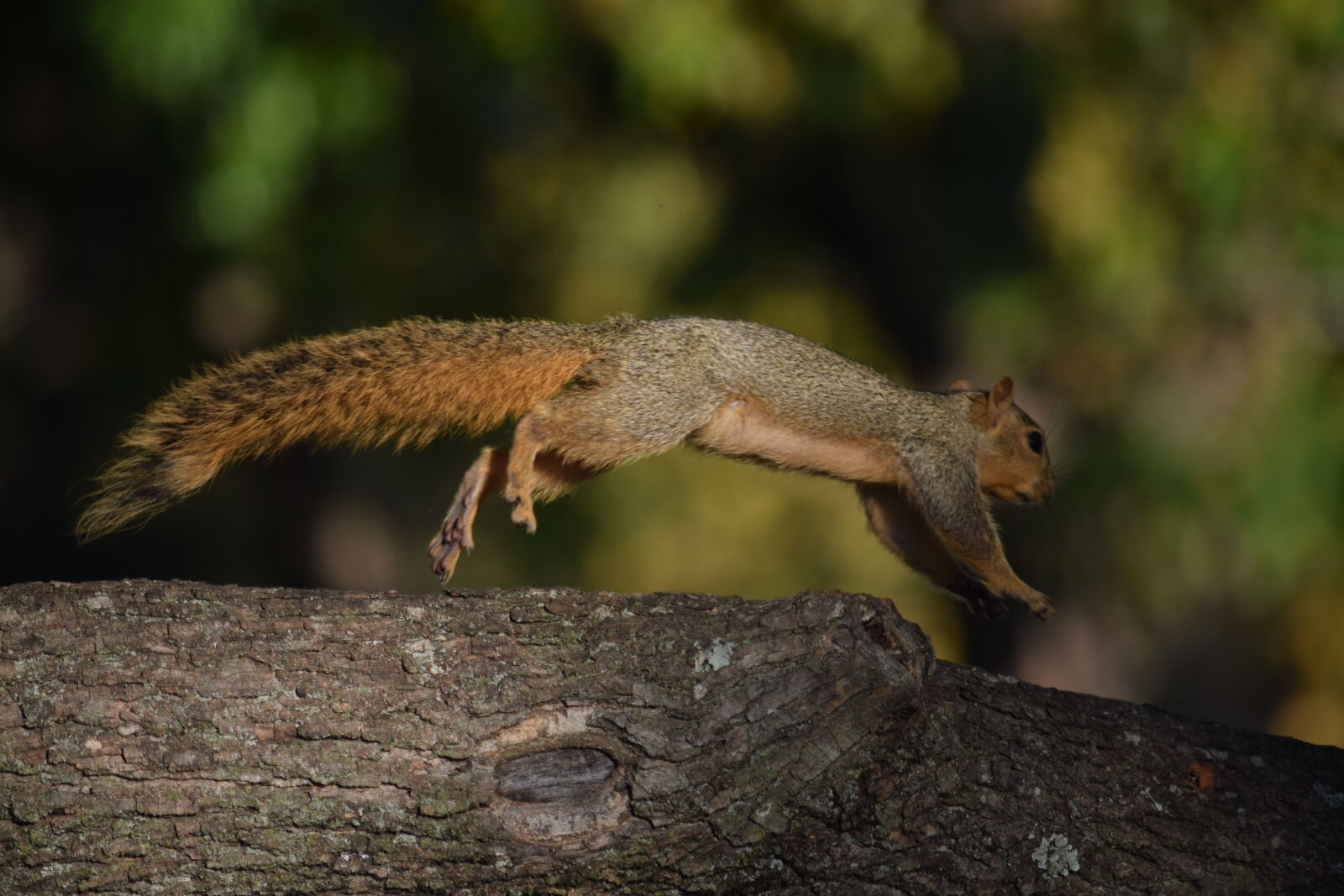 Nikon D3300 sample photo