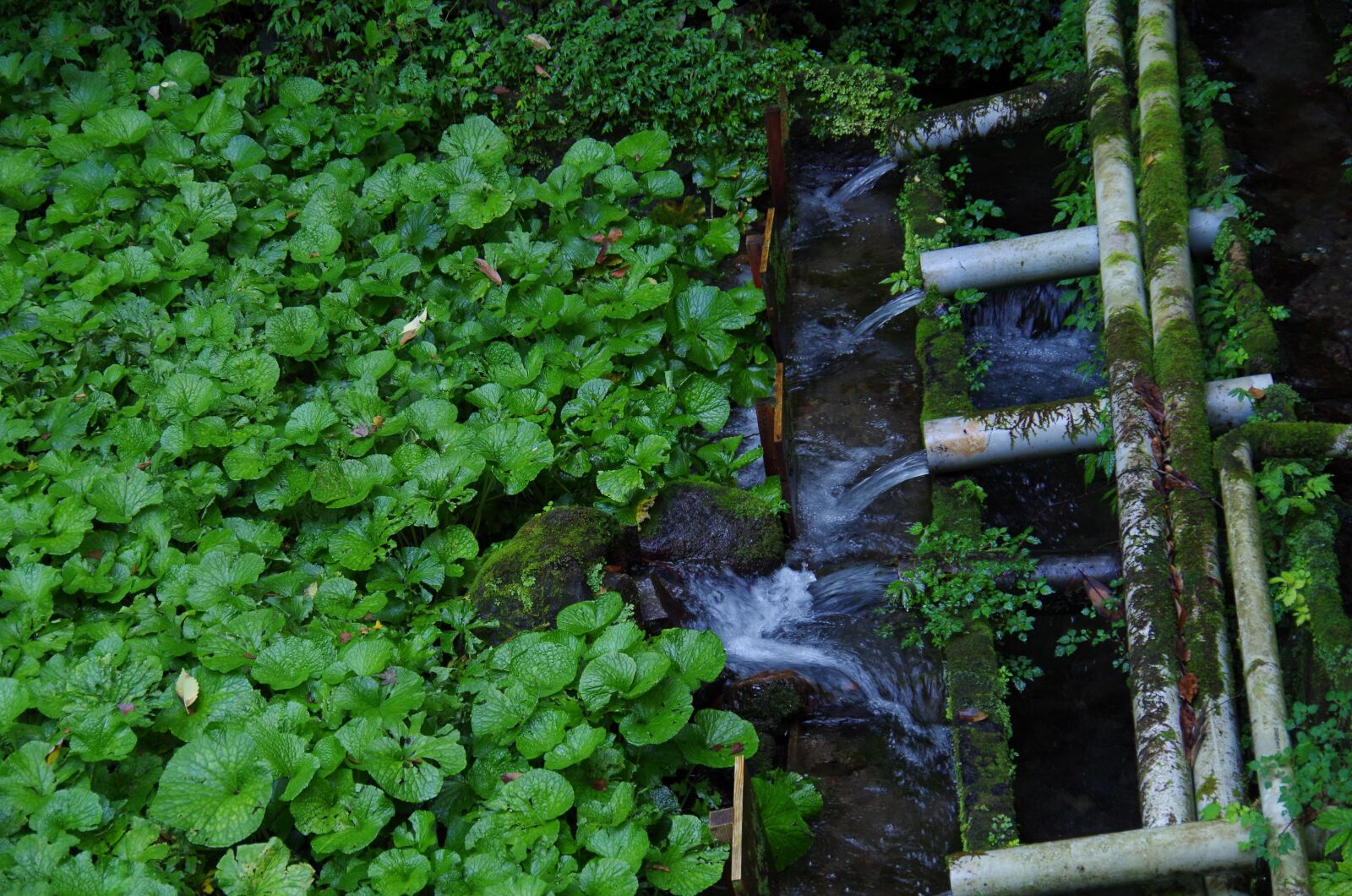 Pentax K-50 sample photo. Natural, green, wasabi photography