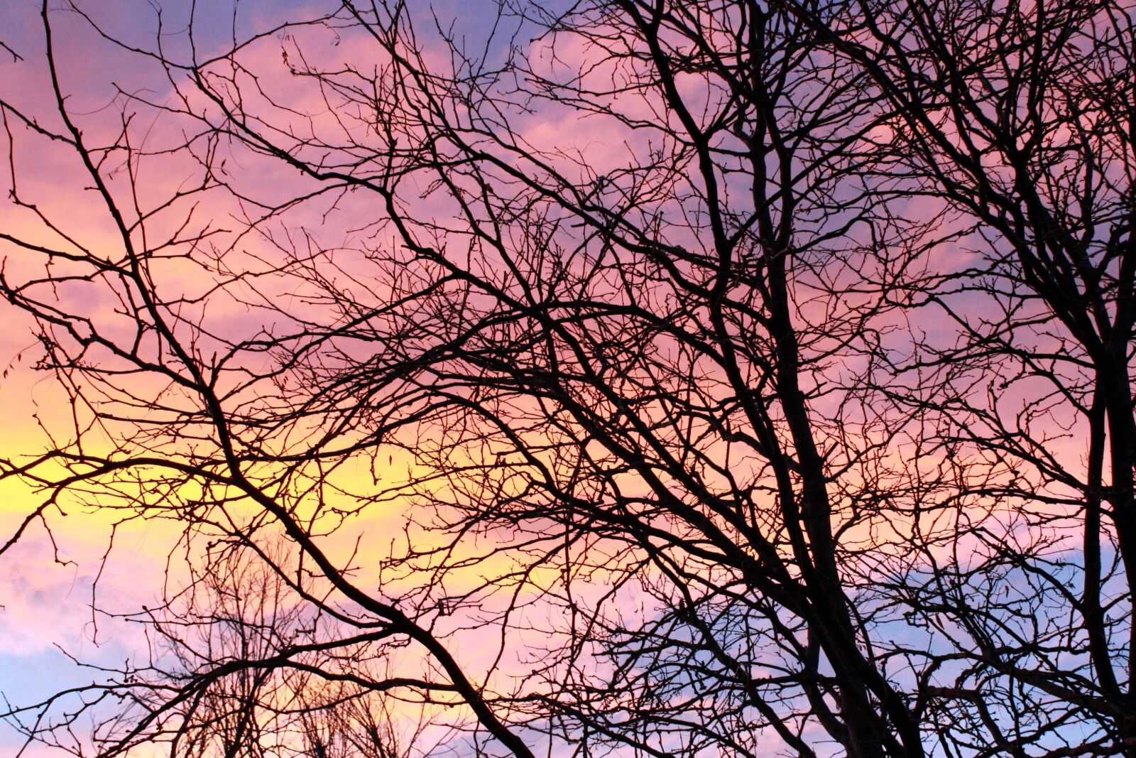 f/3.5-5.6 IS sample photo. Sunrise, tree, branch, forest photography