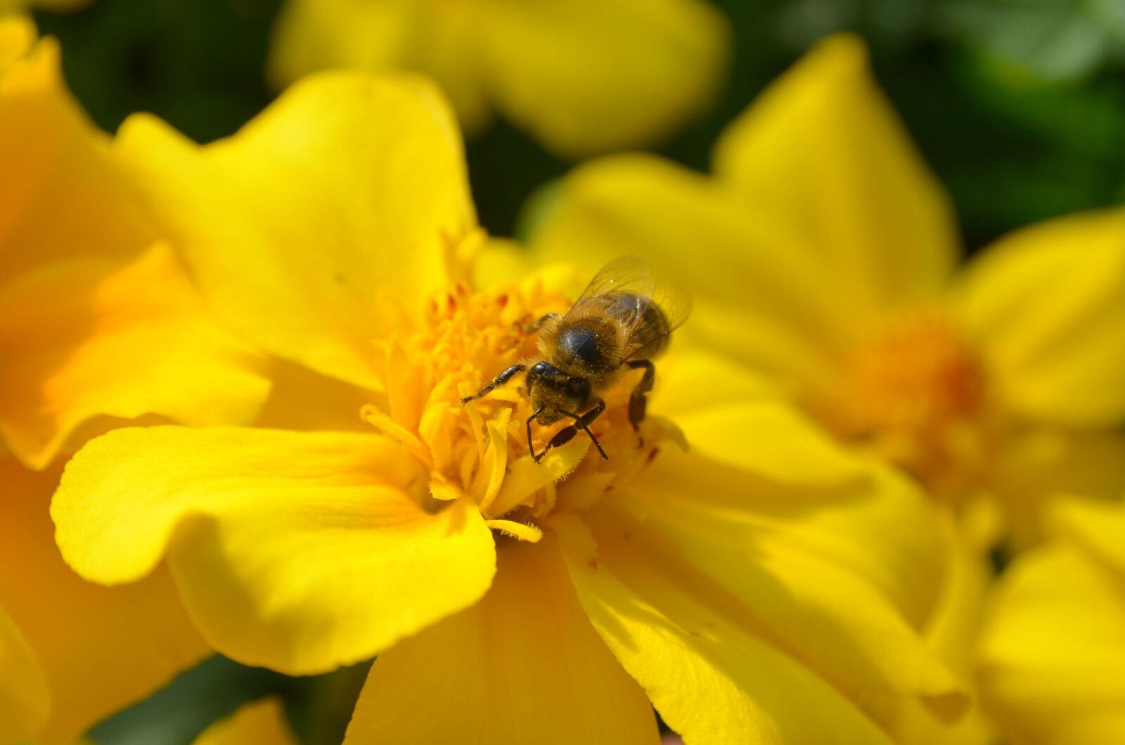 Nikon D7000 sample photo. Bee, flower, yellow photography