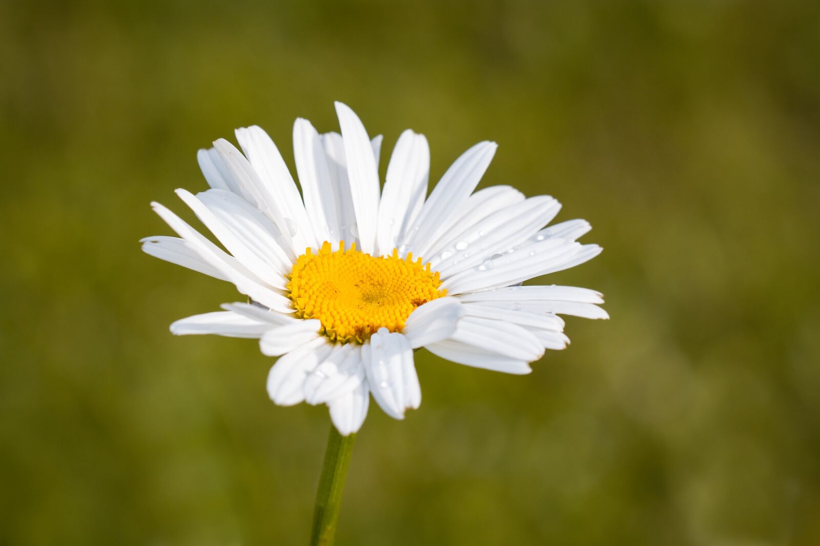 Nikon D7100 sample photo. Marguerite, leucanthemum, composites photography