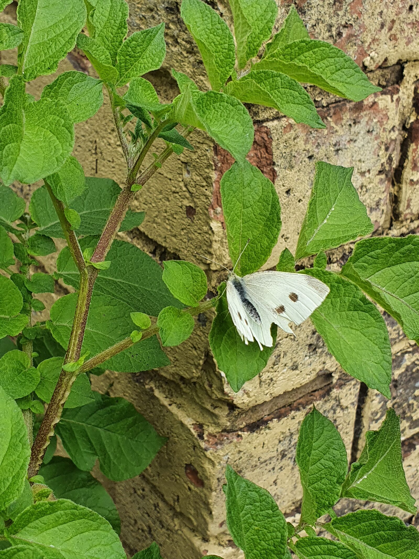 Samsung Galaxy S10 sample photo. Garden, plant, butterfly photography