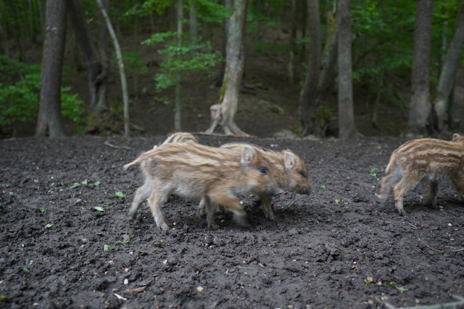 Sony a6400 + Sigma 16mm F1.4 DC DN | C sample photo. Wild boar, pig, sows photography