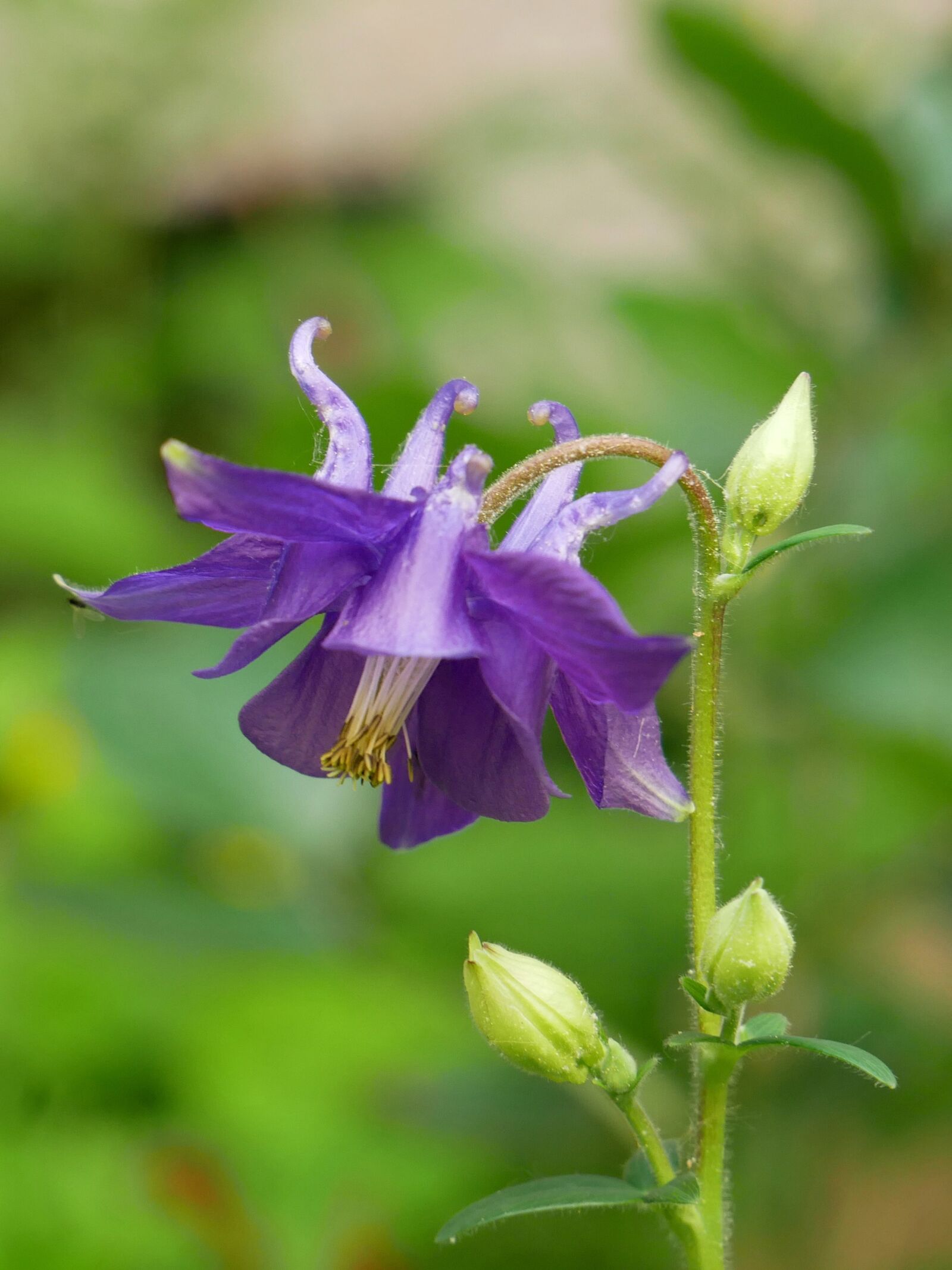 Panasonic DMC-G81 sample photo. Columbine, violet, blossom photography
