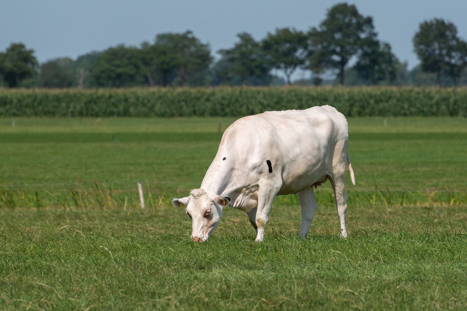 Nikon D750 sample photo. Cow, grass, animal photography